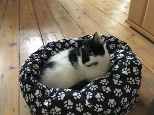 Katzenbett