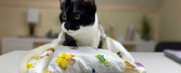 Katzenschlafsack nähen