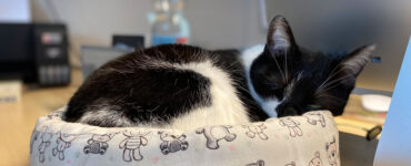 Katzenbett