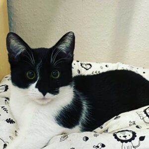 Hunde-Katzenbettchen