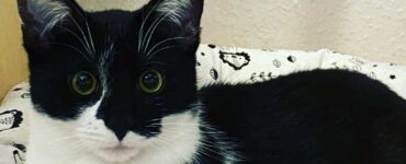 Hunde-Katzenbettchen