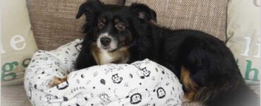 Hundebettchen