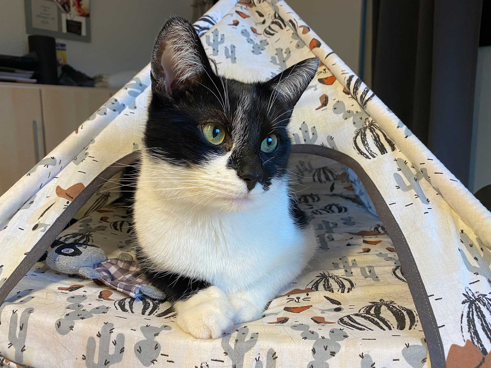 Katzentipi nähen Katzenzelt nähen