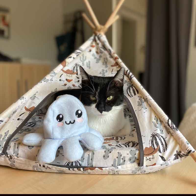 Katzenzelt_1 Katzenzelt